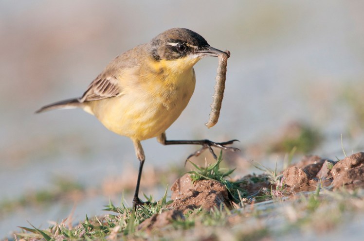 _dsc7923-%d0%b6%d0%b5%d0%bb%d1%82%d0%b0%d1%8f-%d1%82%d1%80%d1%8f%d1%81%d0%be%d0%b3%d1%83%d0%b7%d0%ba%d0%b0