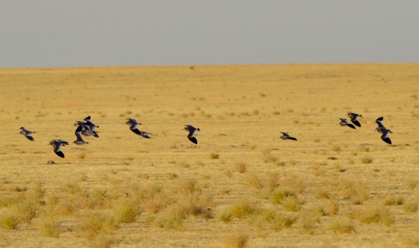 2016-10-15_solas-exp-karshi-soldatov-463