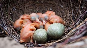 150514170231_magpie_nest_624x351_vasiliyvishnevskiyalamy_nocredit