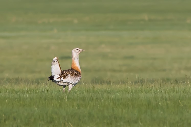 Great Bustard (Otis tarda) - Хонин тоодог