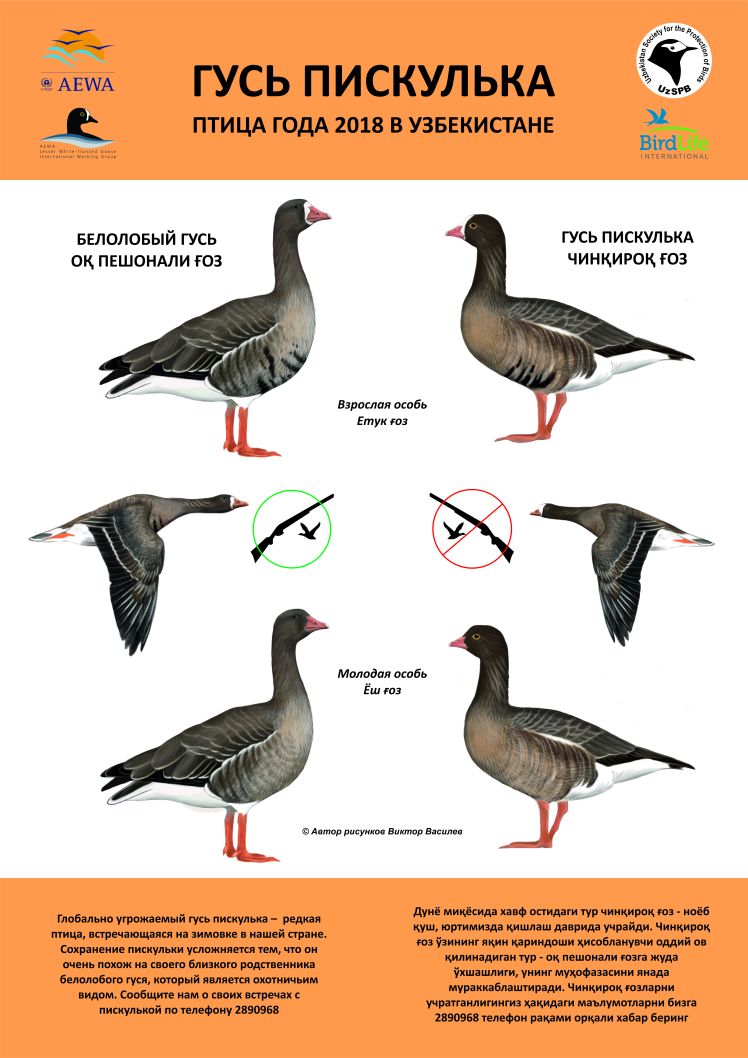 Плакат птица года_2018.jpg
