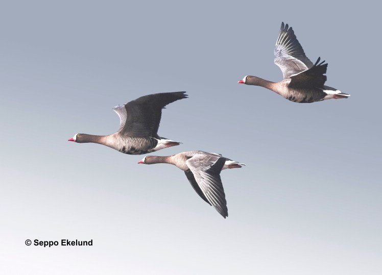 1_Seppo Ekelund_LWfG - копия