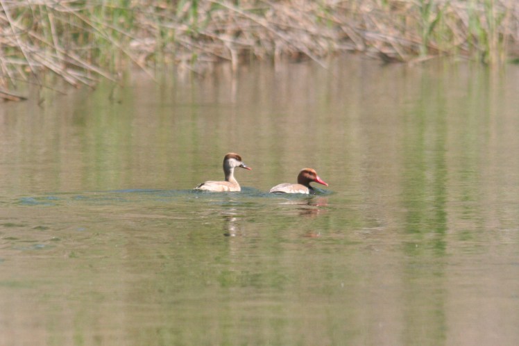 IMG_3130 - копия.JPG