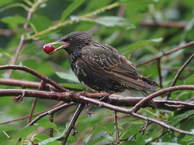 60_Sturnus_vulgaris_0581_JS_20130709.jpg