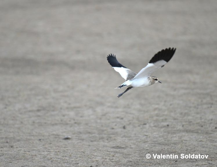 2018 Oct-SoLa-_Soldatov VA - копия