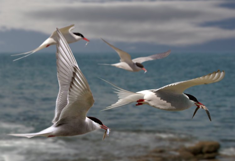 Artic Tern - Tony Brindley