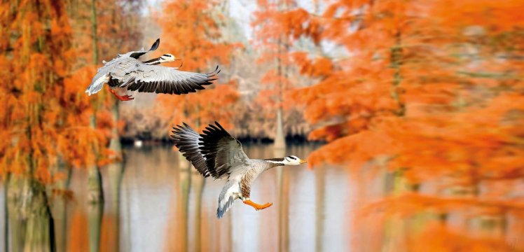 bar-headedgoose_1 Wang LiQiang