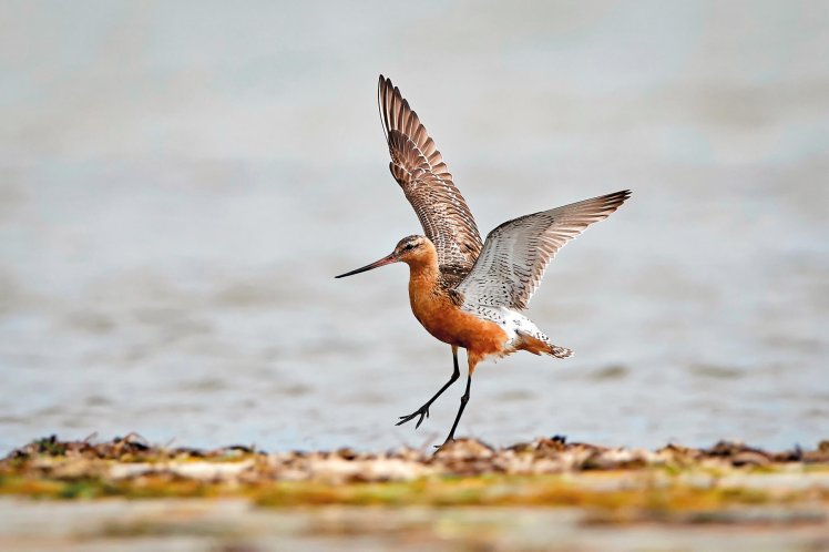 Dennis jacobsen_godwit